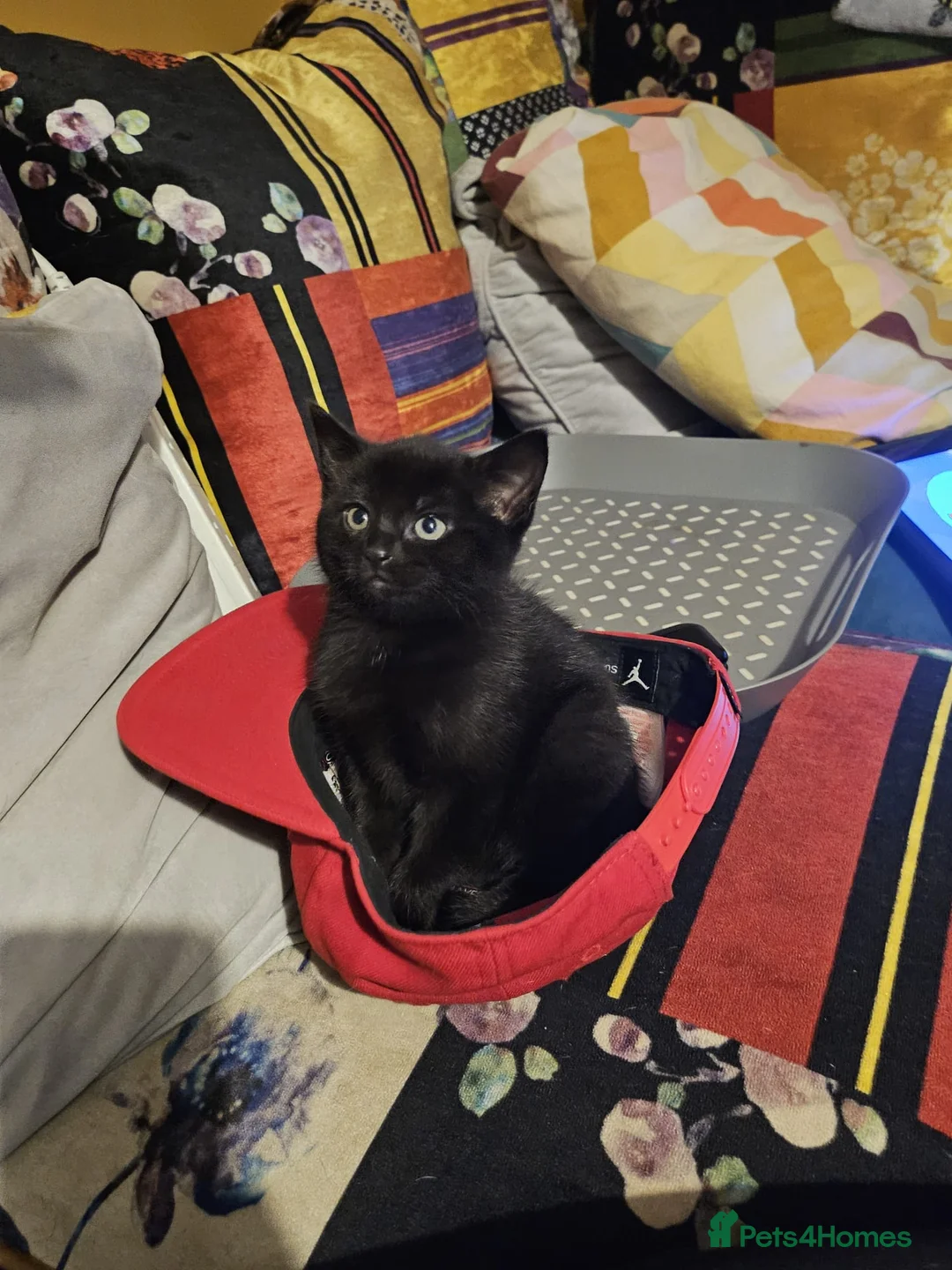 Mixed Breed cats for sale: Kittens  - Advert 2