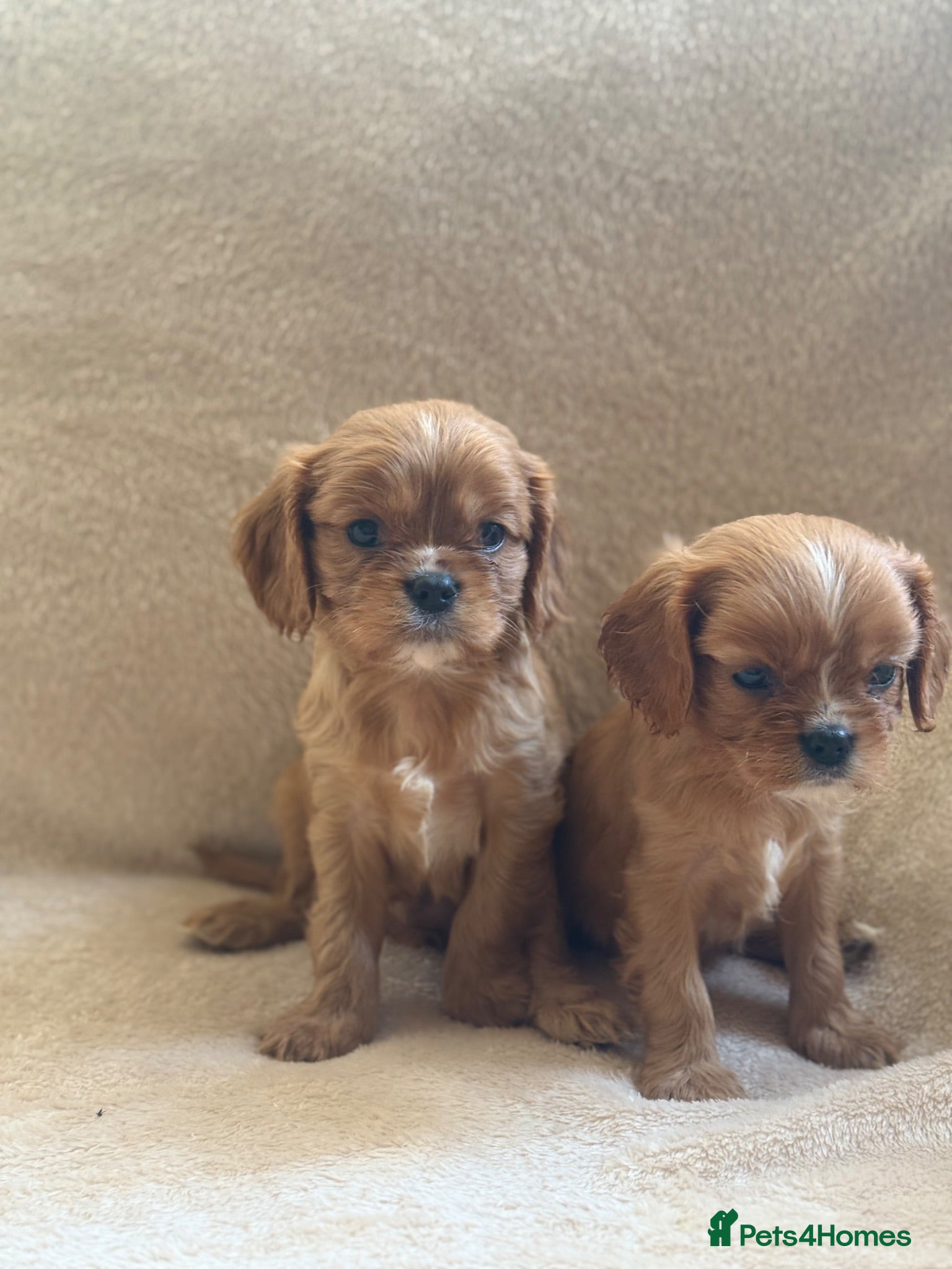 Cavalier King Charles Spaniel dogs Cavalier king charles spaniels  - Advert 1