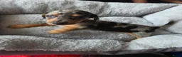 Miniature Dachshund dogs for sale: Miniature dachsund - Advert 5