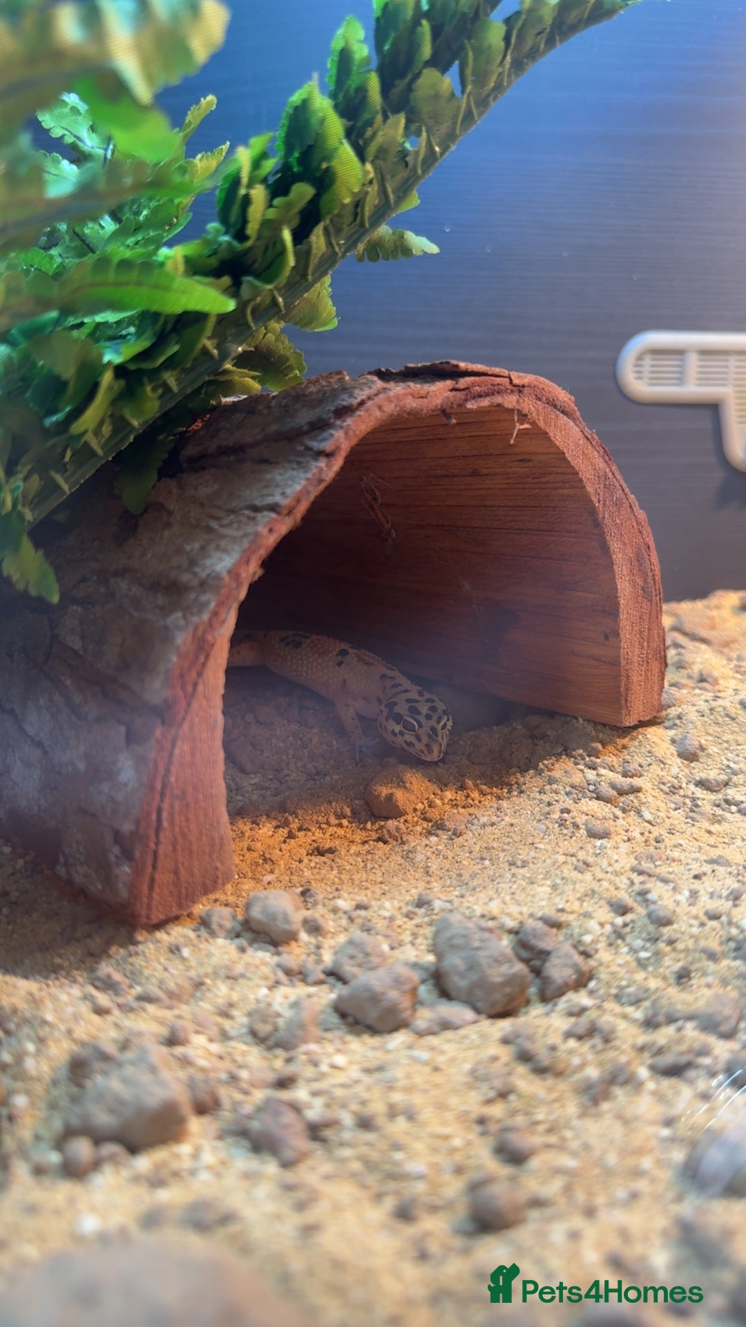 Leopard Gecko reptiles for sale: Ziggy Leopard Gecko - Image 5