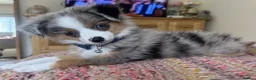 Australian Shepherd dogs for sale: Little Adventure Machines with Loving Hearts in Doncaster - Advert 2