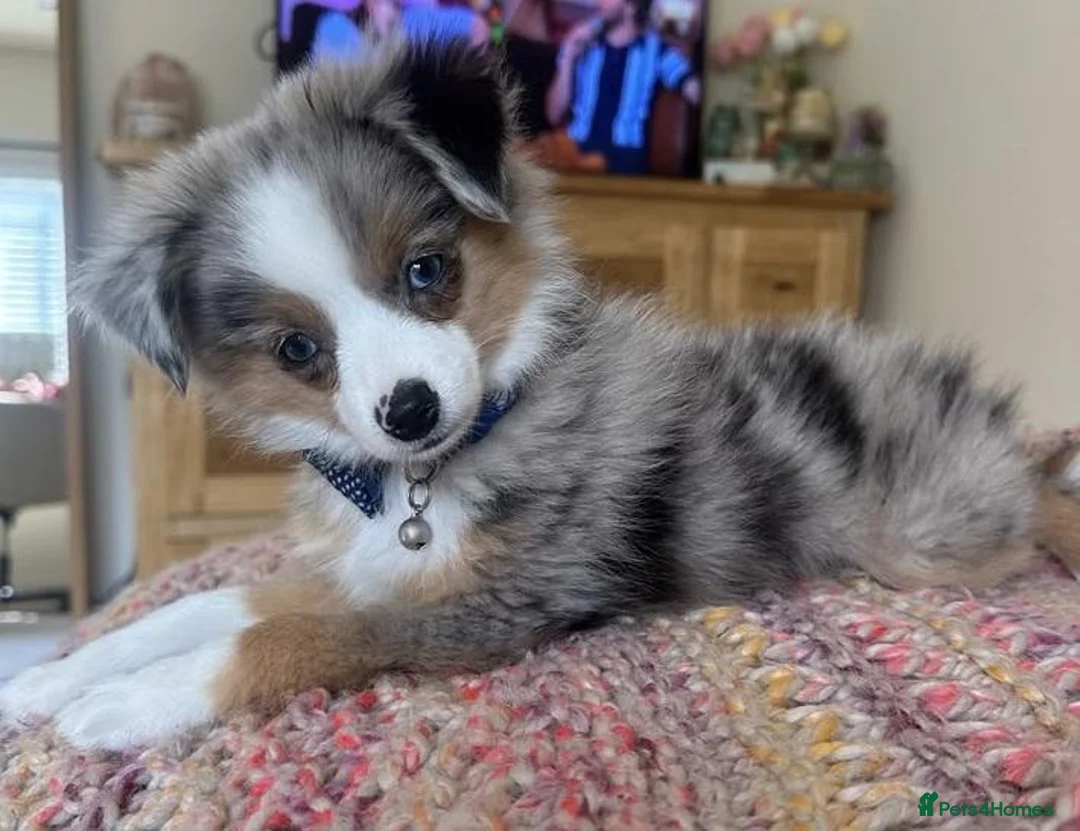 Australian Shepherd dogs for sale: Little Adventure Machines with Loving Hearts in Doncaster - Advert 2