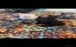 Maine Coon cats for sale: Half main coon kittens  - Image 14