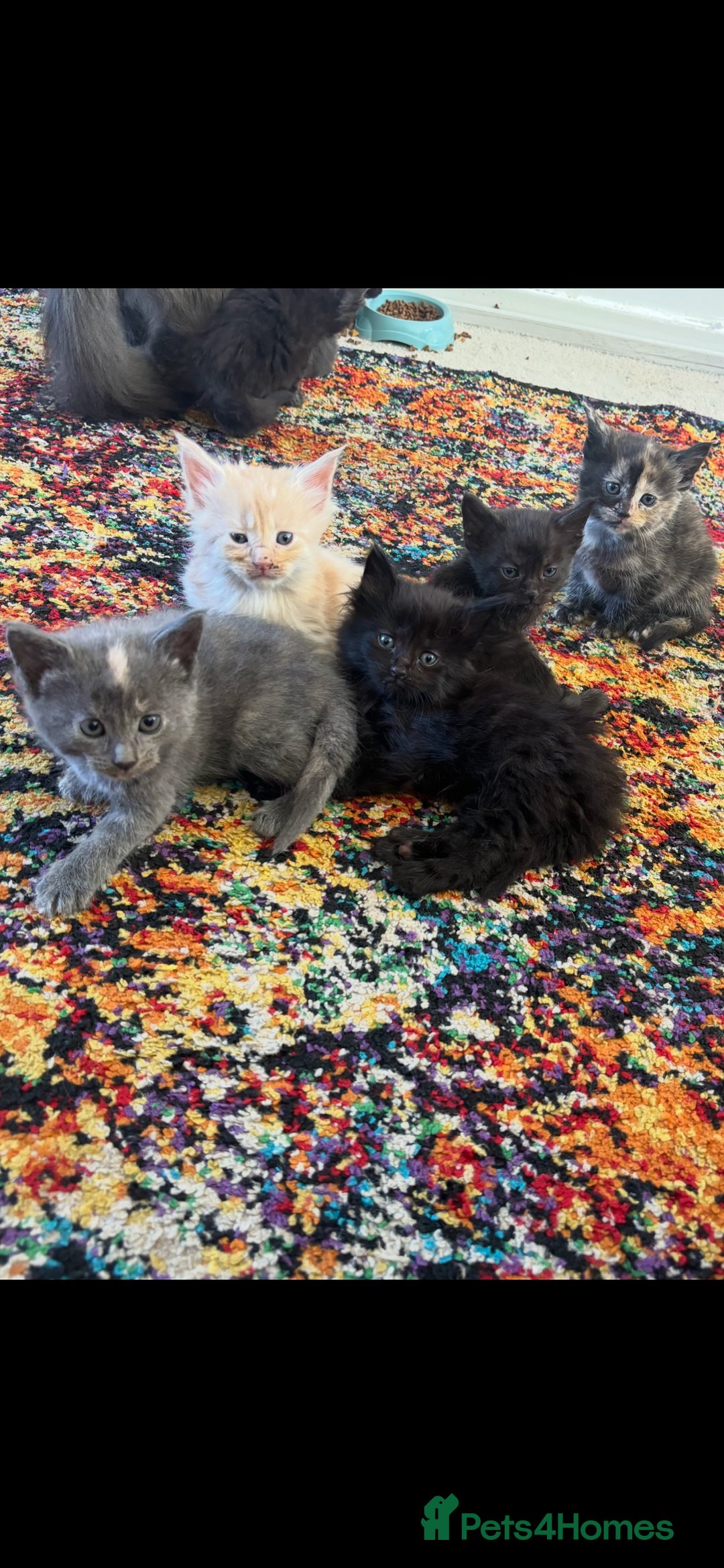 Maine Coon cats for sale: Half main coon kittens  - Image 14
