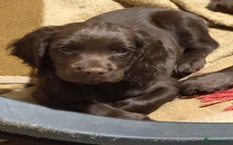 Cocker Spaniel dogs for sale: K.C. Well bred chocolate working cocker spaniels - Image 4