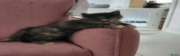 Maine Coon cats for sale: 3 boys left, Ticca registered maine coon  - Advert 12