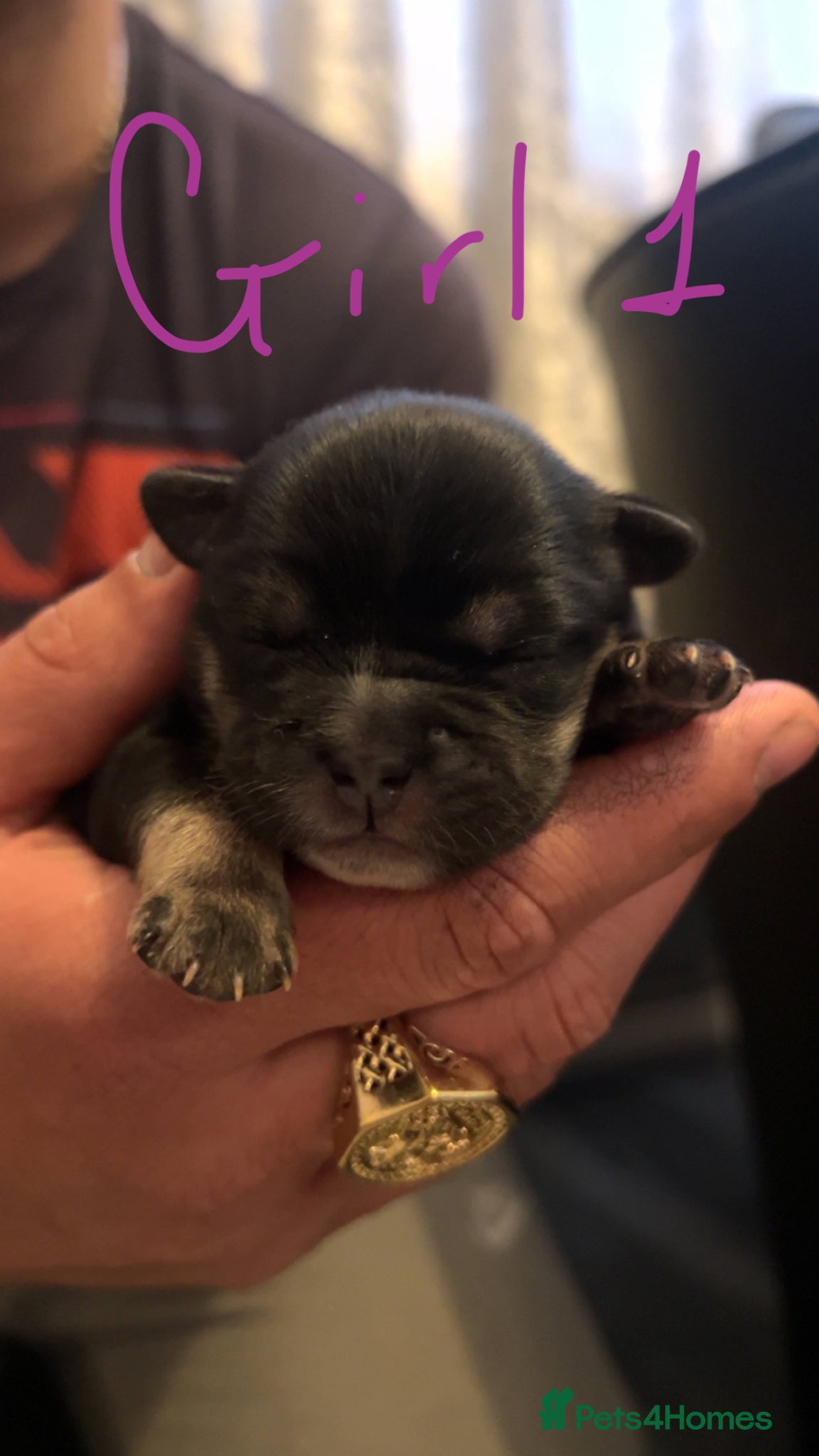 Mixed Breed dogs Frenchie cross Japanese spitz - Advert 1
