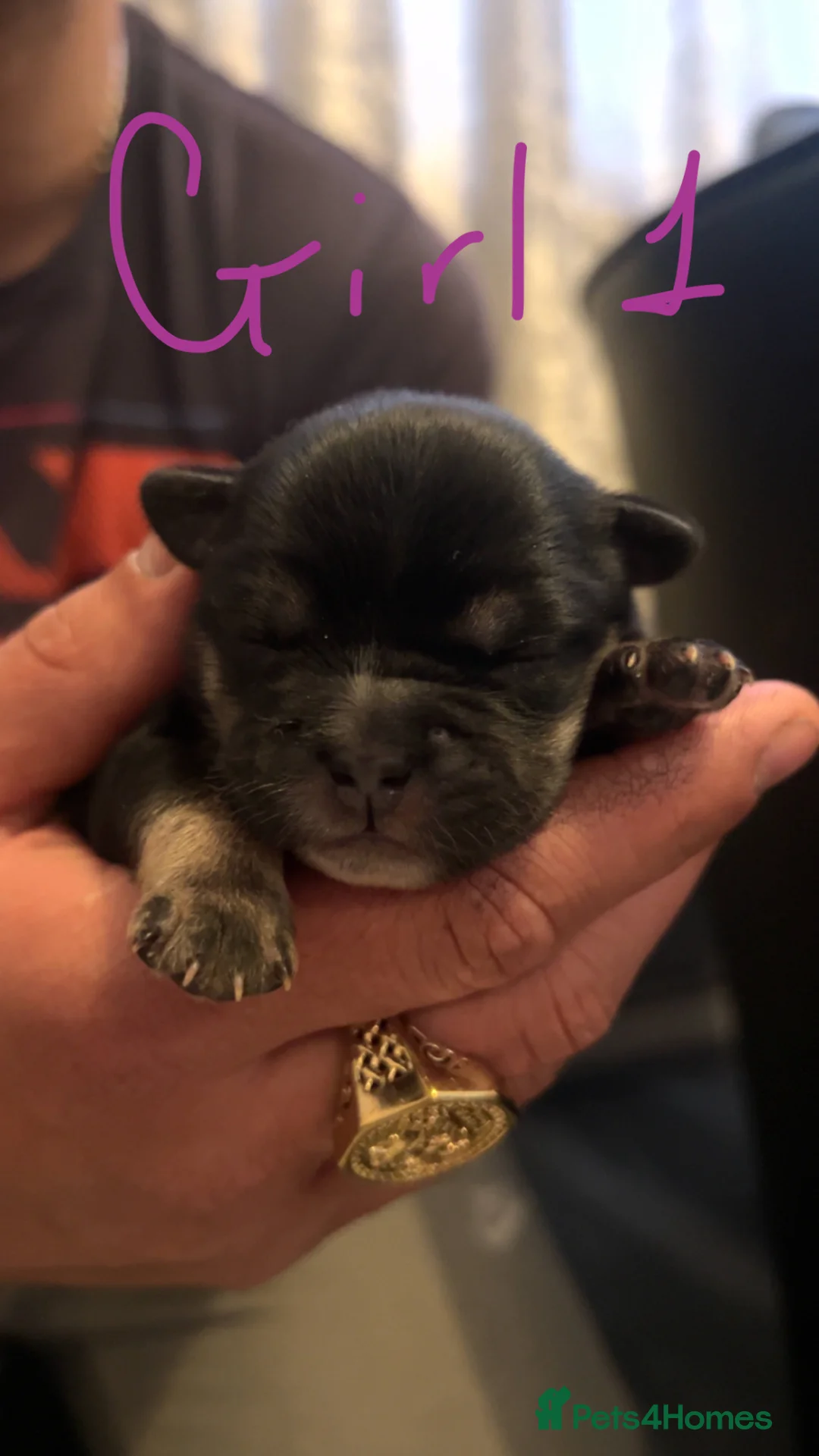 Mixed Breed dogs for sale: Frenchie cross Japanese spitz - Advert 1