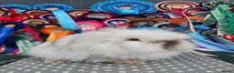 Lionhead rabbits for sale: Gorgeous Purebred Lionheads available  - Advert 3