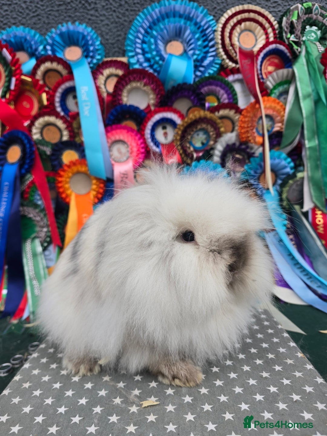 Lionhead rabbits for sale: Gorgeous Purebred Lionheads available  - Advert 3