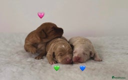 Labradoodle dogs for sale: Miniature Multigen Labradoodle Puppies - Image 1
