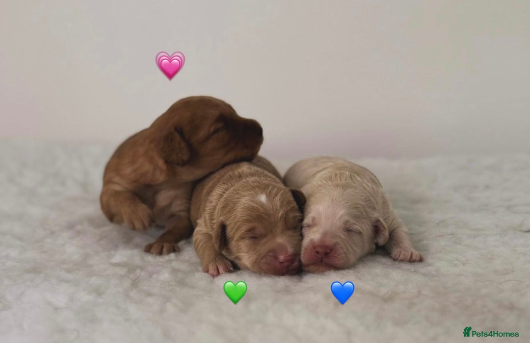 Labradoodle dogs for sale: Miniature Multigen Labradoodle Puppies - Image 1
