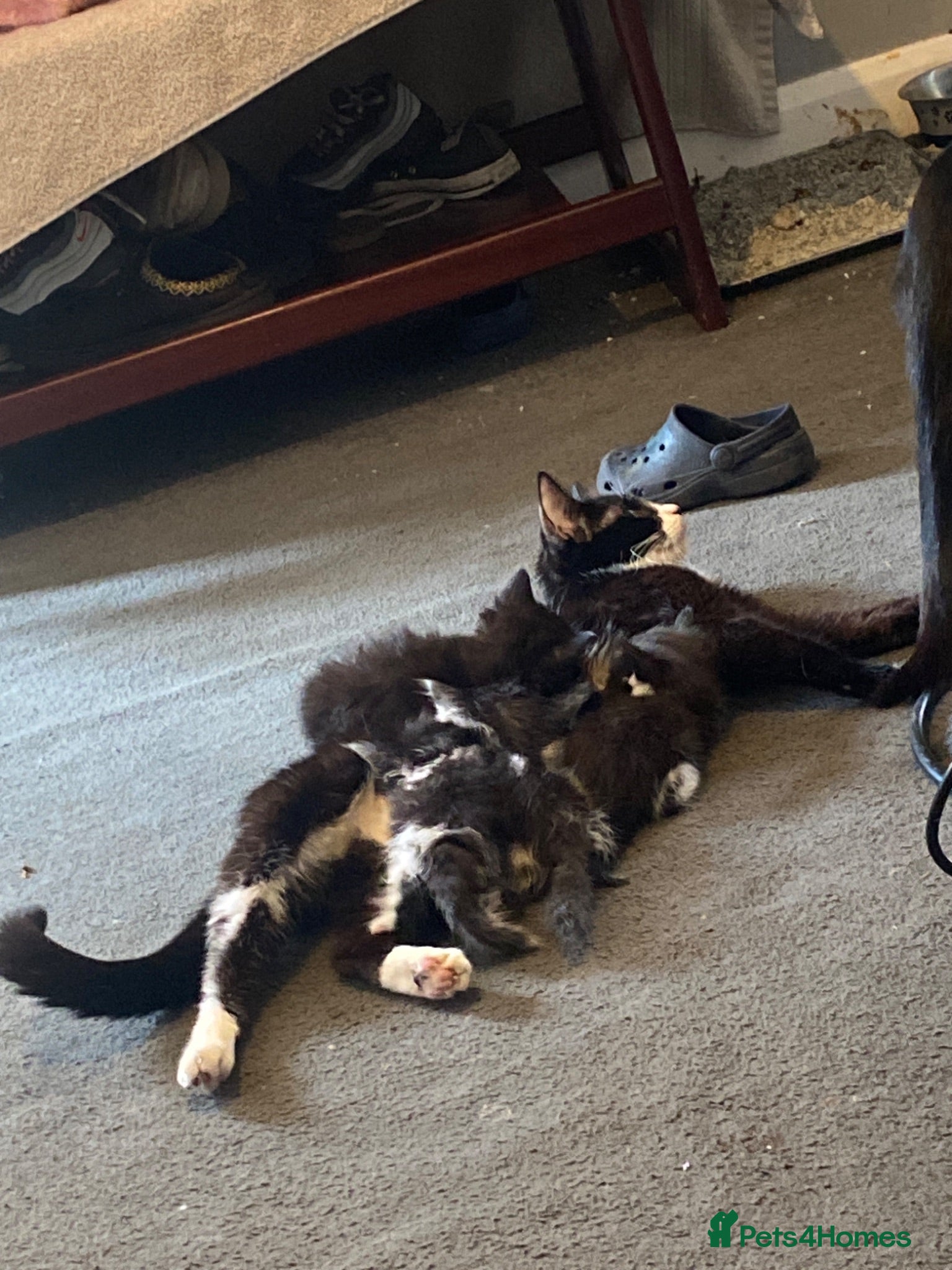 British Shorthair cats 2 Tuxedo kittens  - Advert 15