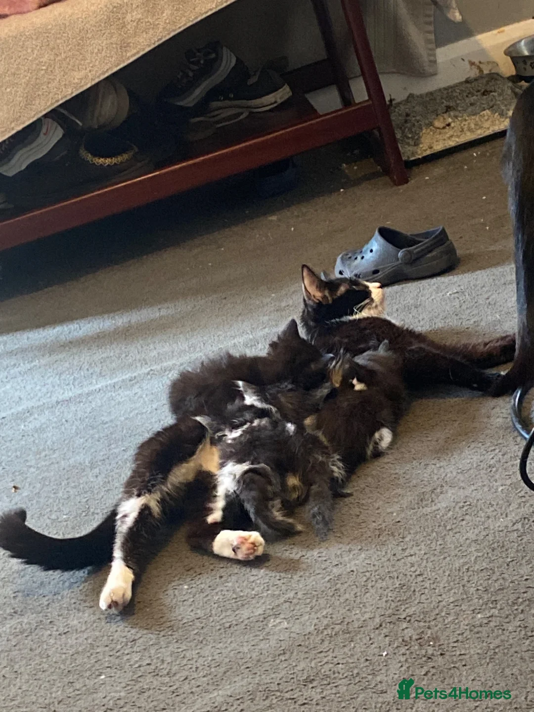 British Shorthair cats for sale: 2 Tuxedo kittens  - Advert 1