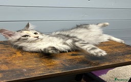 Maine Coon cats for sale: Beautiful Maine Coon kittens for sale - Image 9