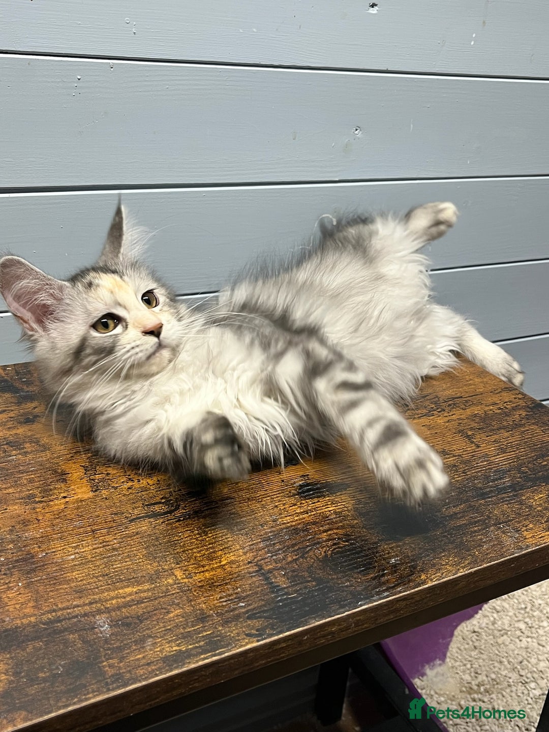 Maine Coon cats for sale: Beautiful Maine Coon kittens for sale - Image 9