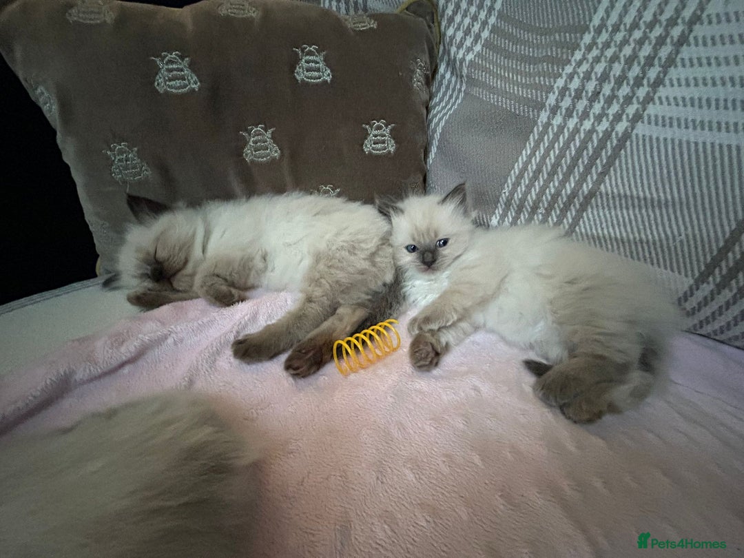 Ragdoll cats for sale: Ragdoll - Pedigree  - Image 14