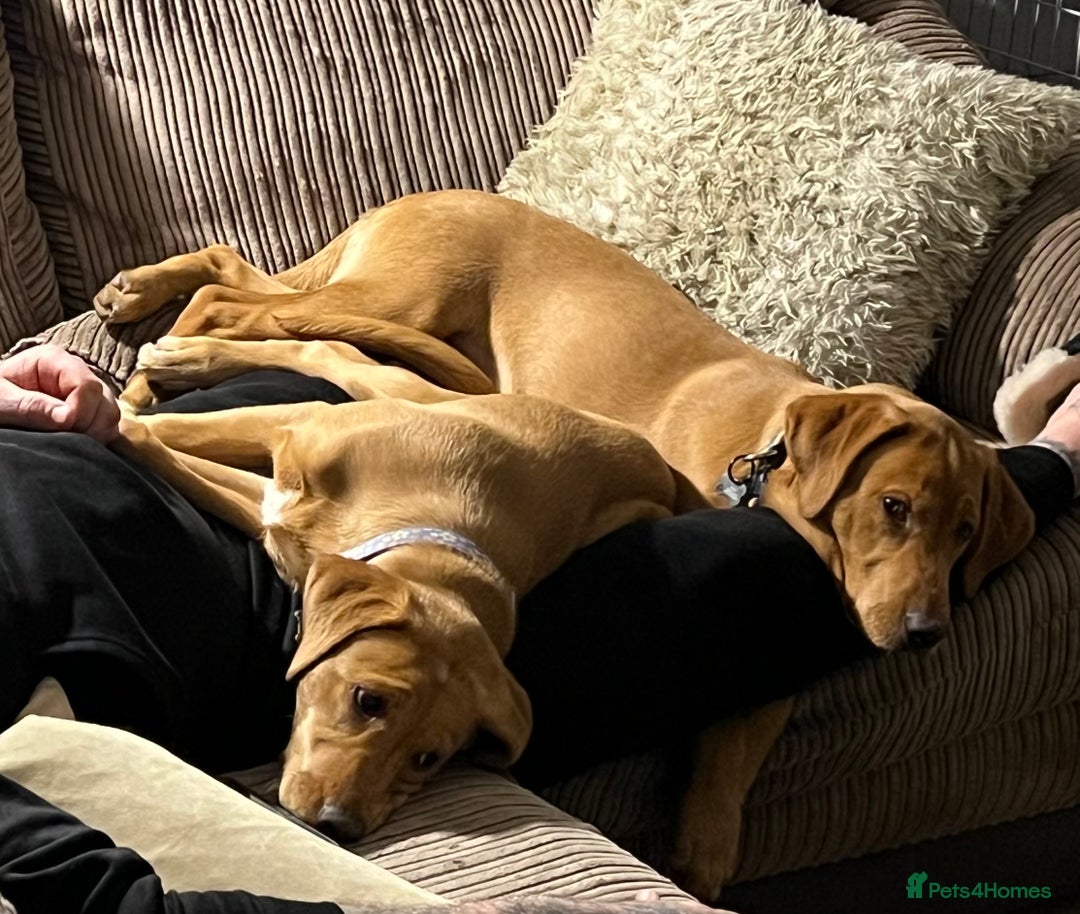 Labrador Retriever dogs for sale: 2 Beautiful Fox red pups for a loving family. - Advert 3
