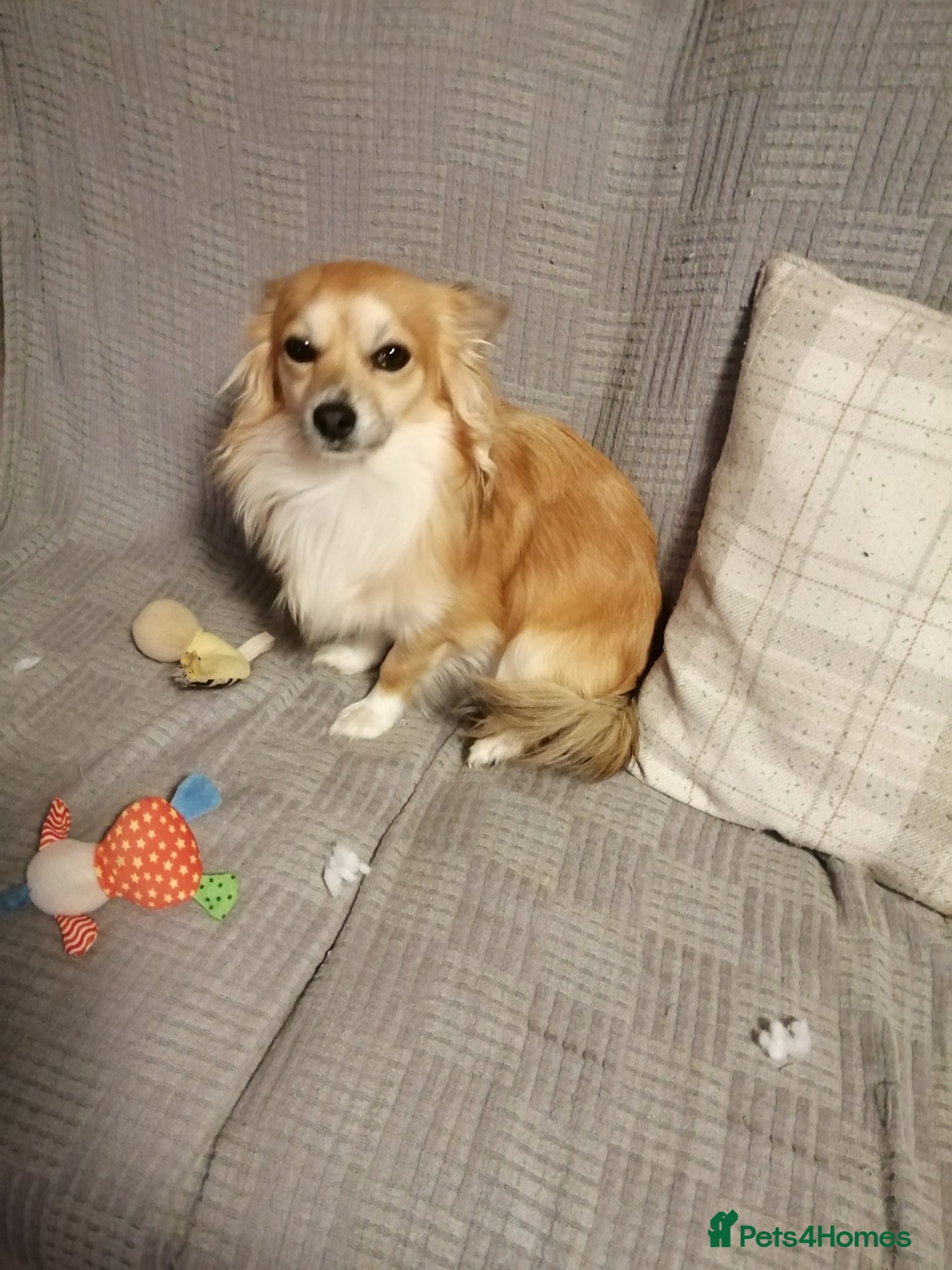 Chihuahua dogs for sale: Chihuahua puppy  in Okehampton - Advert 5
