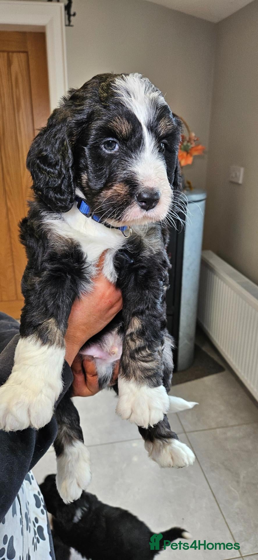 Bernedoodle dogs F1 tri-color bernedoodle pups - Advert 2