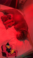 French Bulldog dogs - Advert 11