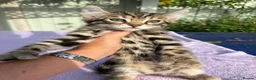 Keetso cats for sale: Superb polydactyl curled eared Keetso kittens.  - Advert 32