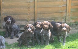 German Wirehaired Pointer dogs for sale: Beautiful Gwps puppies - Image 1