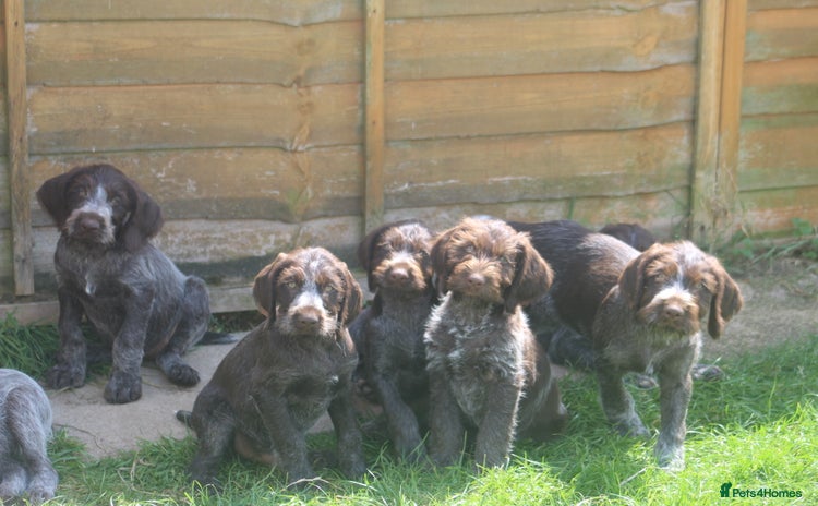 German Wirehaired Pointer dogs - Advert 1
