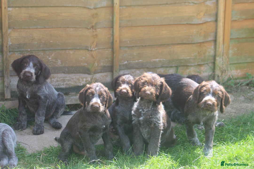German Wirehaired Pointer dogs for sale: Beautiful Gwps puppies - Image 1