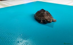 Turtle reptiles for sale: 2x Razorback baby turtles , 2x common musk turtles - Image 4