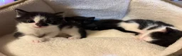 Mixed Breed cats for sale: Beautiful Kittens. 1 boy🖤-2 girls🤍 in Slough - Advert 10
