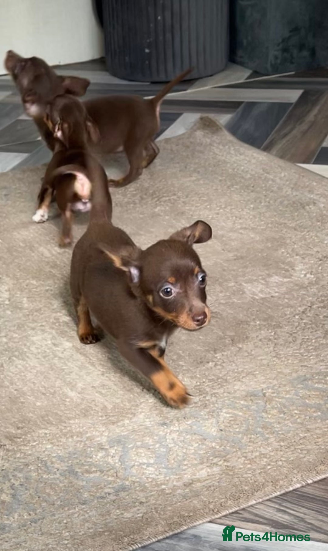 Mixed Breed dogs for sale: Adorable Dachshund x Pomchi Puppies - Image 4