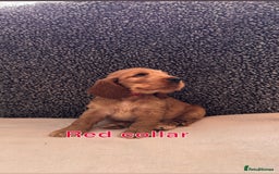 Cocker Spaniel dogs for sale: Full pedigree Show Cocker Spaniel Puppies 🐾 - Image 4