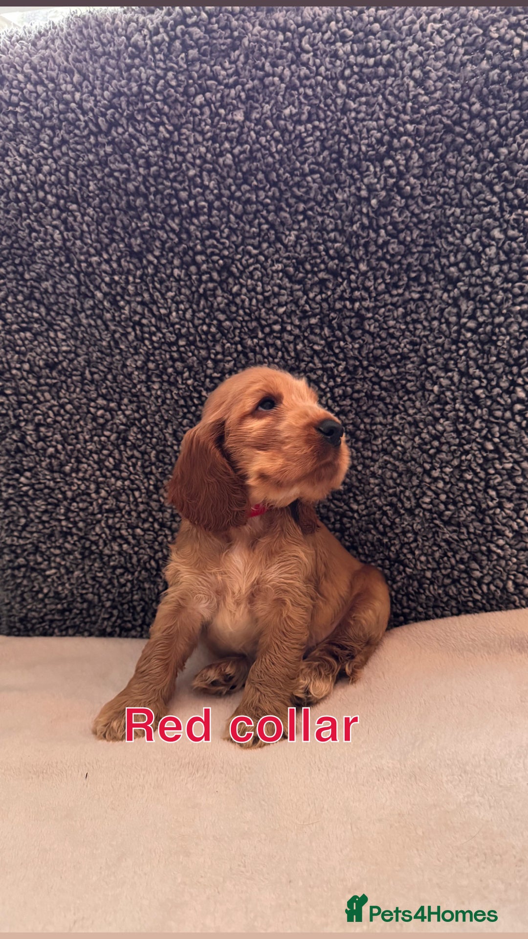 Cocker Spaniel dogs for sale: Full pedigree Show Cocker Spaniel Puppies 🐾 - Image 4