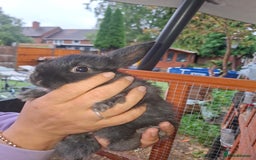 Lionhead rabbits for sale: Baby lionheads for sale - Image 8