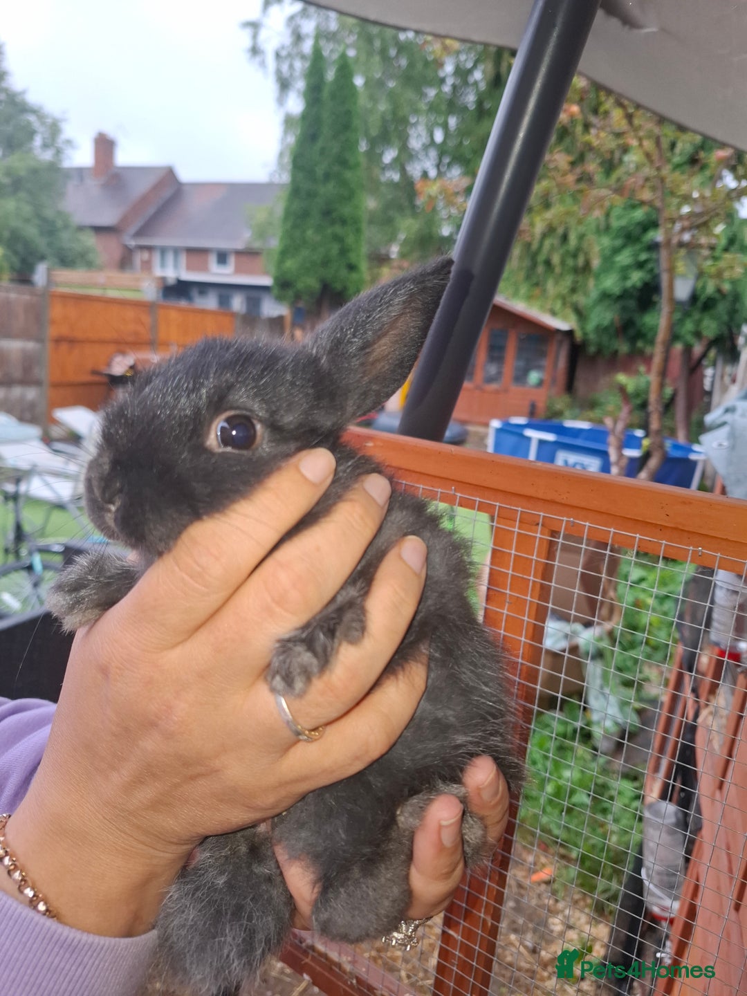 Lionhead rabbits for sale: Baby lionheads for sale - Image 8
