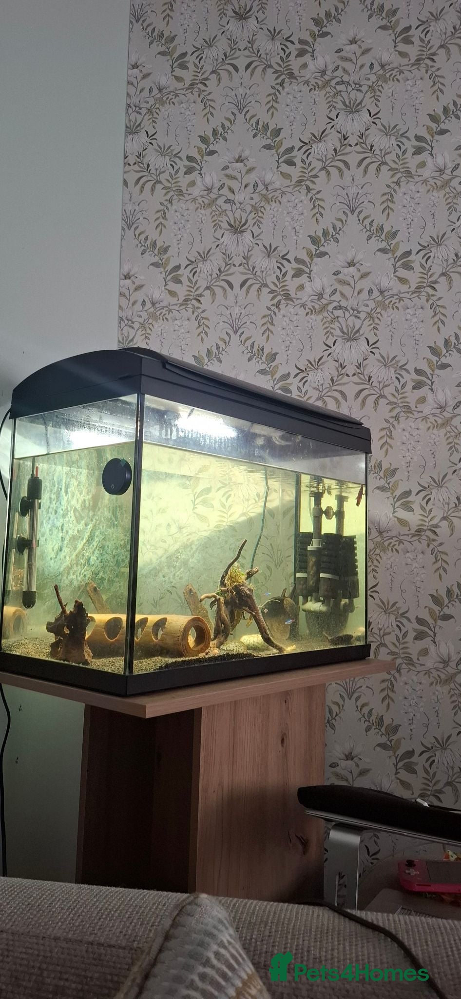 Bettas fish X2 Tanks with Betta fish & others - Advert 1