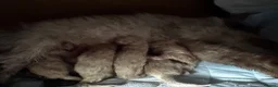 Ragdoll cats for sale: 6th Generation* Purebreed Pedigree Ragdoll Kittens - Advert 5
