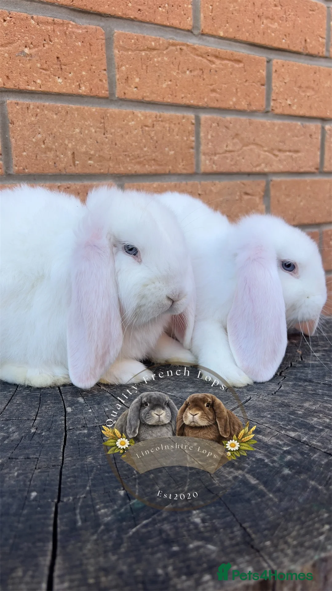 French Lop rabbits for sale: Quality French Lop Rabbits - Advert 6