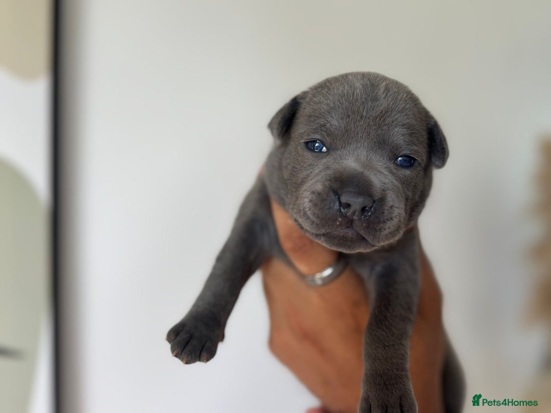 Staffordshire Bull Terrier dogs for sale: 😍😍 BEAUTIFUL & CHUNKY BLUES💙 - Image 12