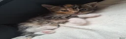 Mixed Breed cats for sale: Kittens - Advert 2