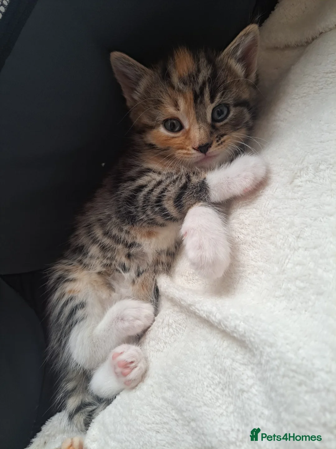 Mixed Breed cats for sale: Kittens - Advert 2