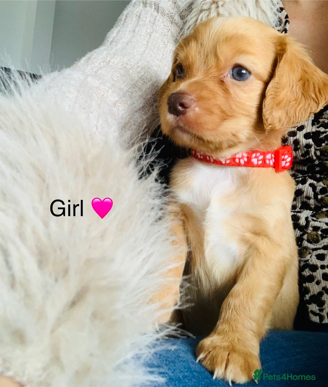 Sprocker dogs for sale: Beautiful mixed litter of sprockers  in Peterlee - Advert 2