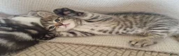British Shorthair cats for sale: British Shorthair Cross Kittens - Advert 8