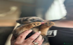 Border Terrier dogs for sale: Border Terrier Pups - Image 23