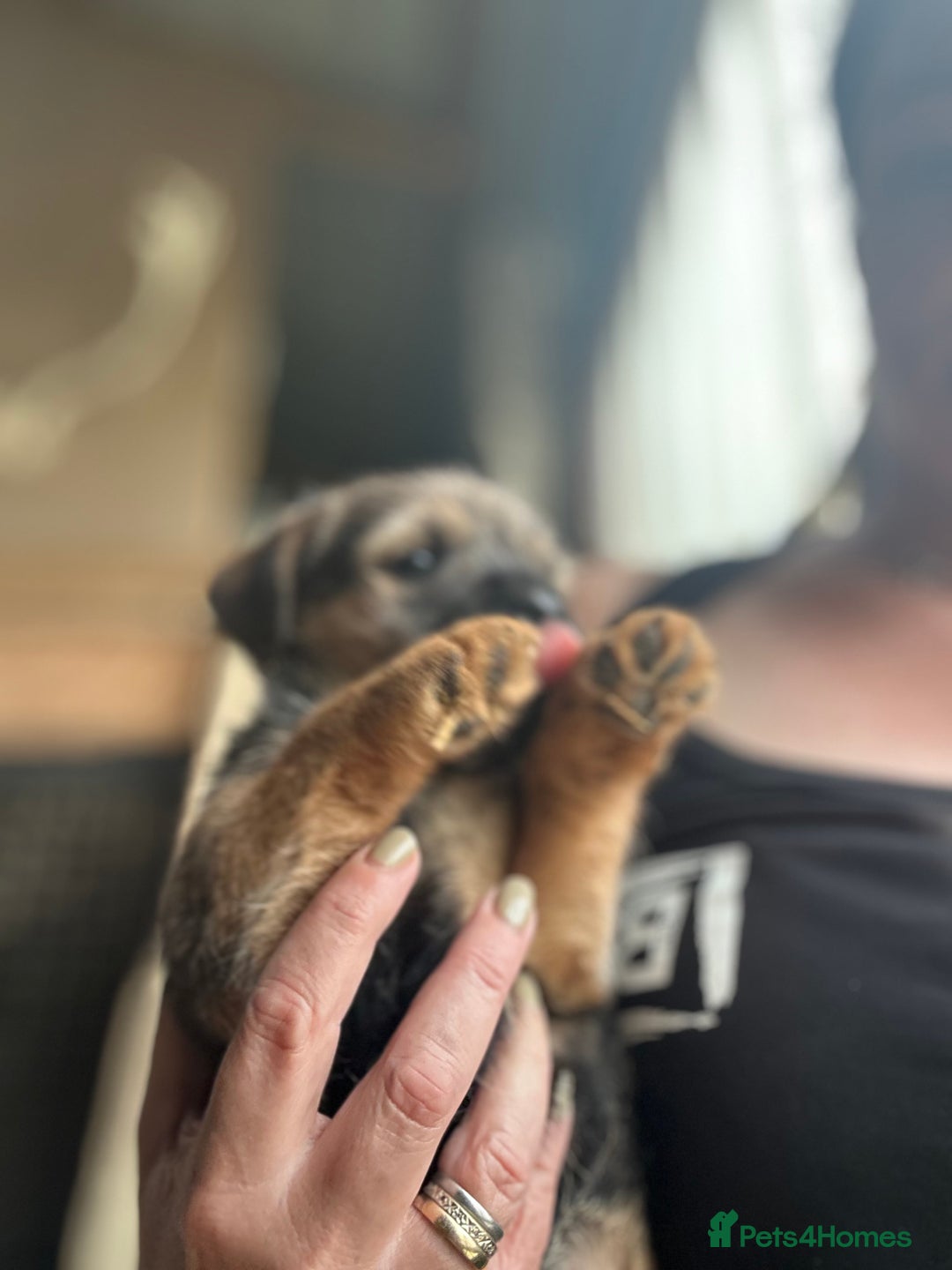 Border Terrier dogs for sale: Border Terrier Pups - Image 23