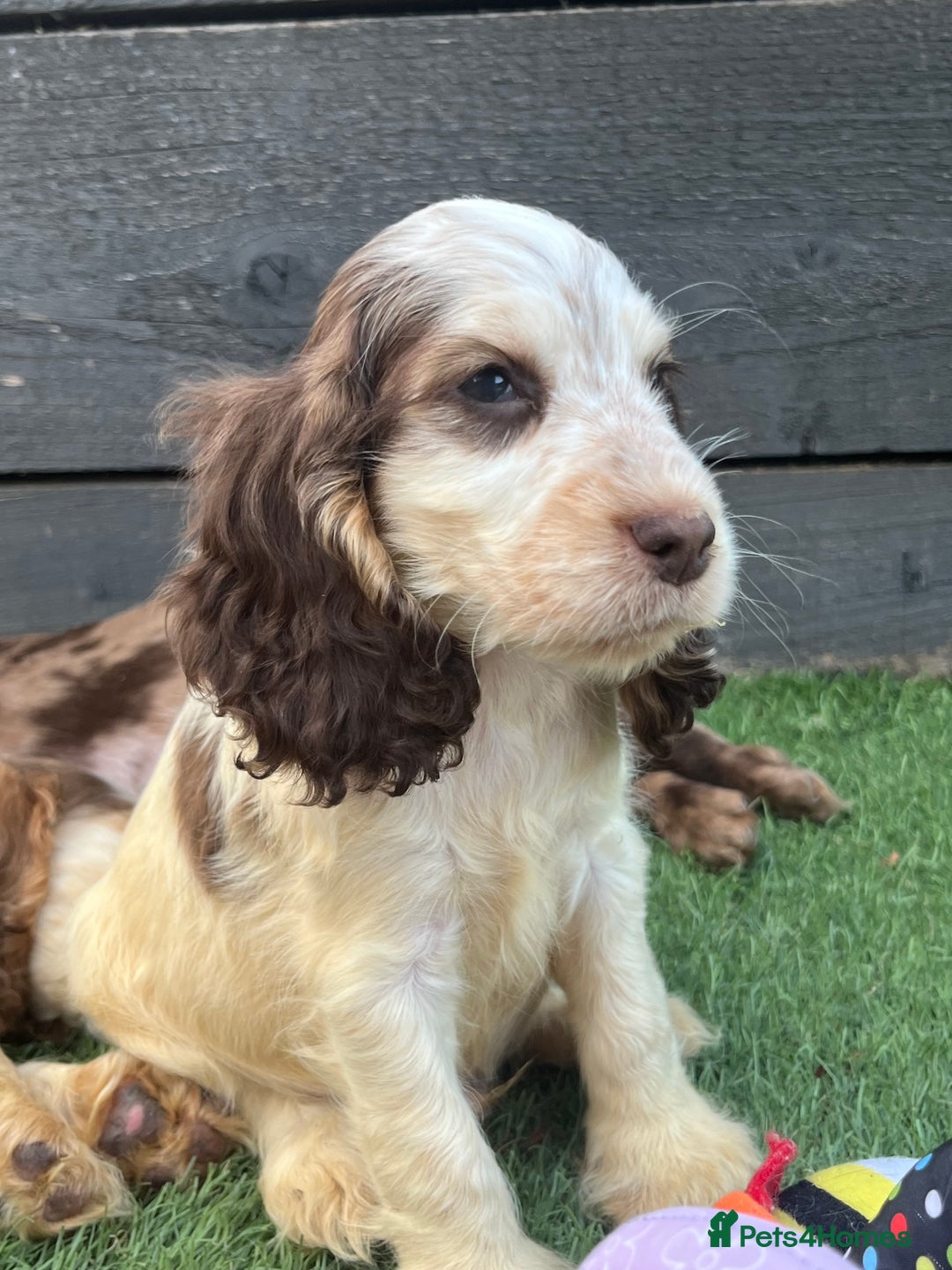Cocker Spaniel dogs for sale: ❤️Gorgeous, Happy, Healthy, Spaniel babies 💙 - Image 10
