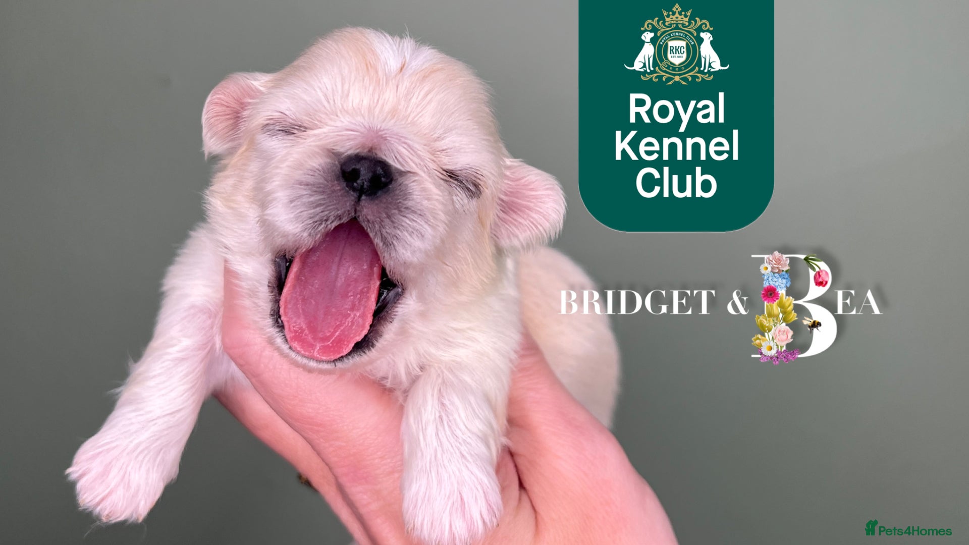 Pekingese dogs 🩷QUALITY BOYS & GIRLS🩵 - Advert 14