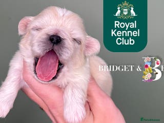 Pekingese dogs 🩷QUALITY BOYS & GIRLS🩵 - Advert 1