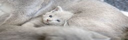 Russian Blue cats for sale: Pure Russian Blue Kittens, Silver Coat Green Eyes  - Advert 8